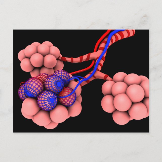 Conceptual Image Of Alveoli 2 Postcard (Front)
