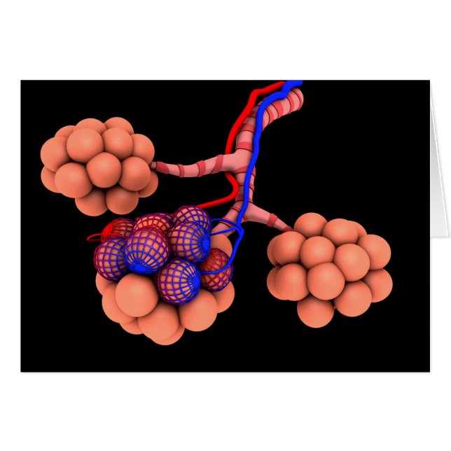 Conceptual Image Of Alveoli 3 (Front Horizontal)