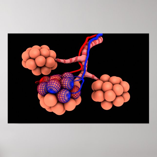 Conceptual Image Of Alveoli 3 Poster (Front)