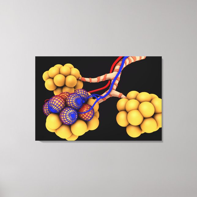 Conceptual Image Of Alveoli 4 Canvas Print (Front)
