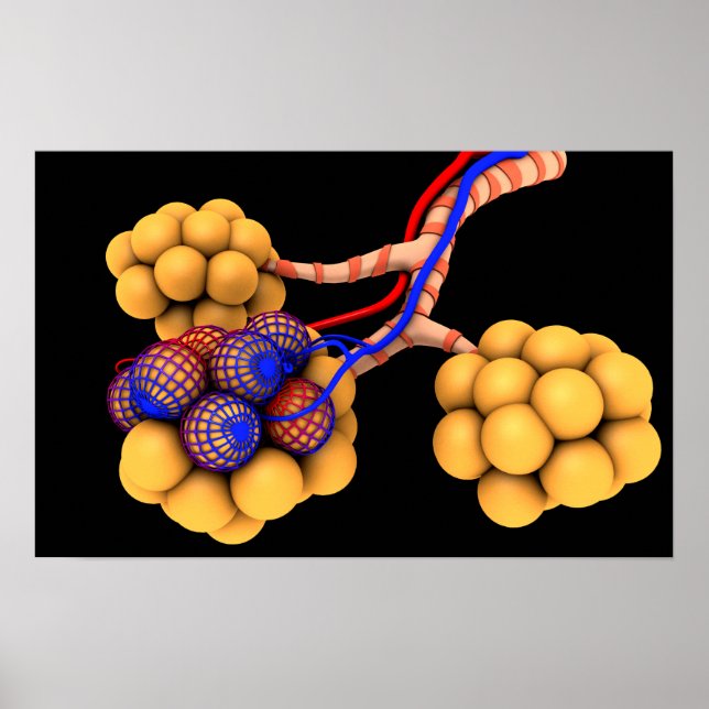 Conceptual Image Of Alveoli 4 Poster (Front)
