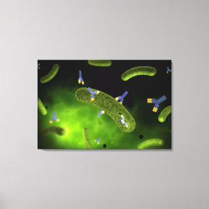 Conceptual Image Of Antibody Killing Bacteria Canvas Print