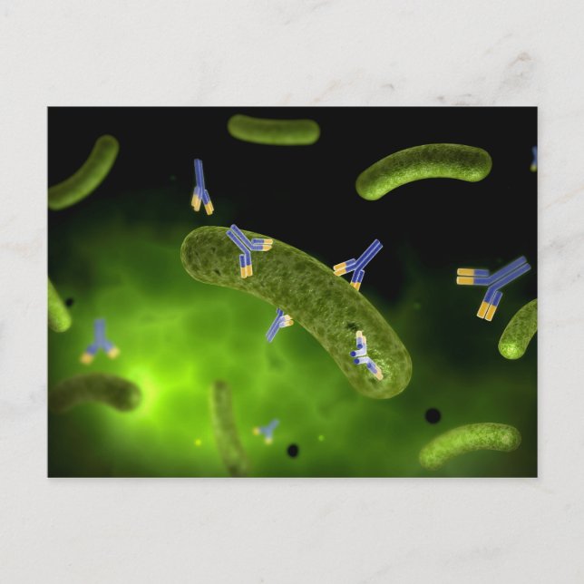 Conceptual Image Of Antibody Killing Bacteria Postcard (Front)