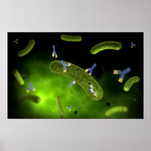 Conceptual Image Of Antibody Killing Bacteria Poster