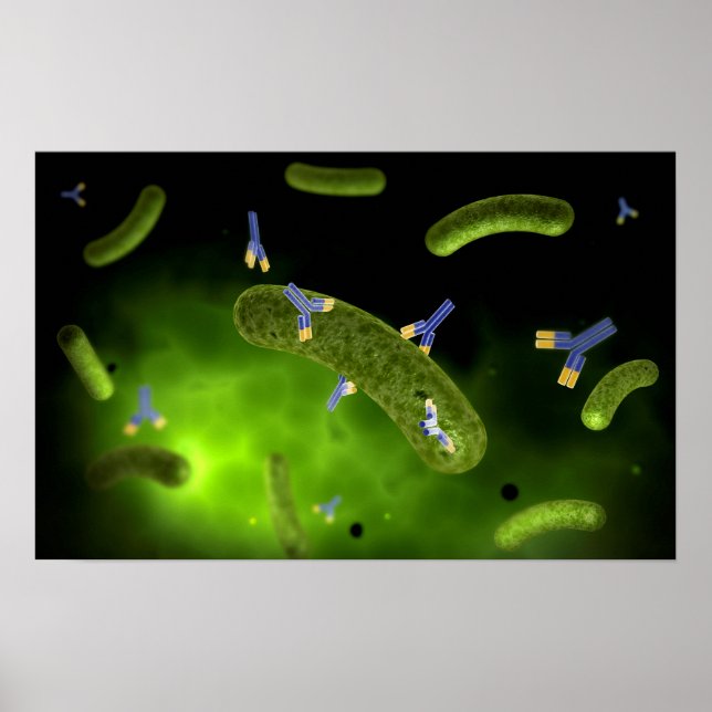 Conceptual Image Of Antibody Killing Bacteria Poster (Front)