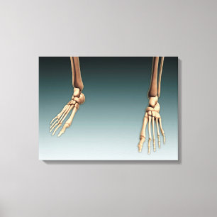 Conceptual Image Of Bones In Human Legs And Feet Canvas Print