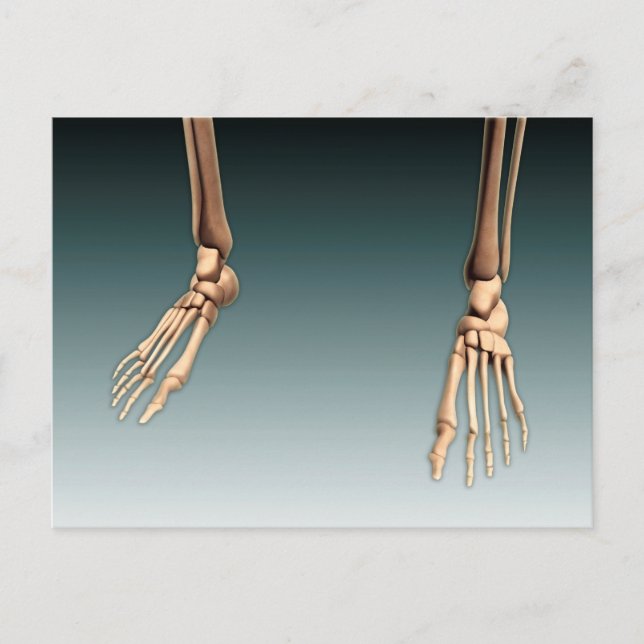 Conceptual Image Of Bones In Human Legs And Feet Postcard (Front)