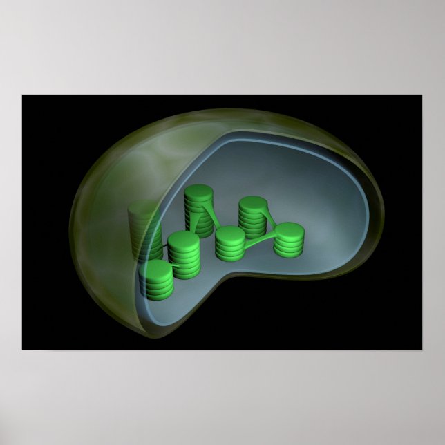 Conceptual Image Of Chloroplast 1 Poster (Front)