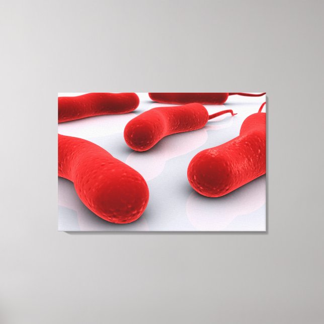 Conceptual Image Of Cholerae Bacteria Canvas Print (Front)