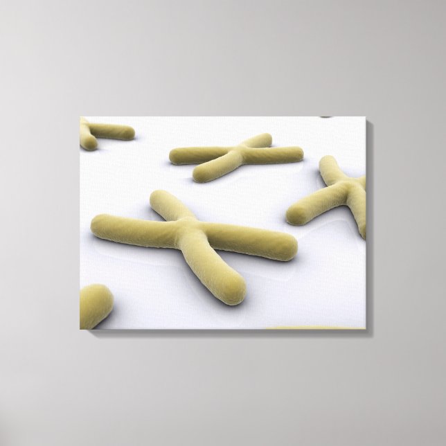 Conceptual Image Of Chromosome 1 Canvas Print (Front)