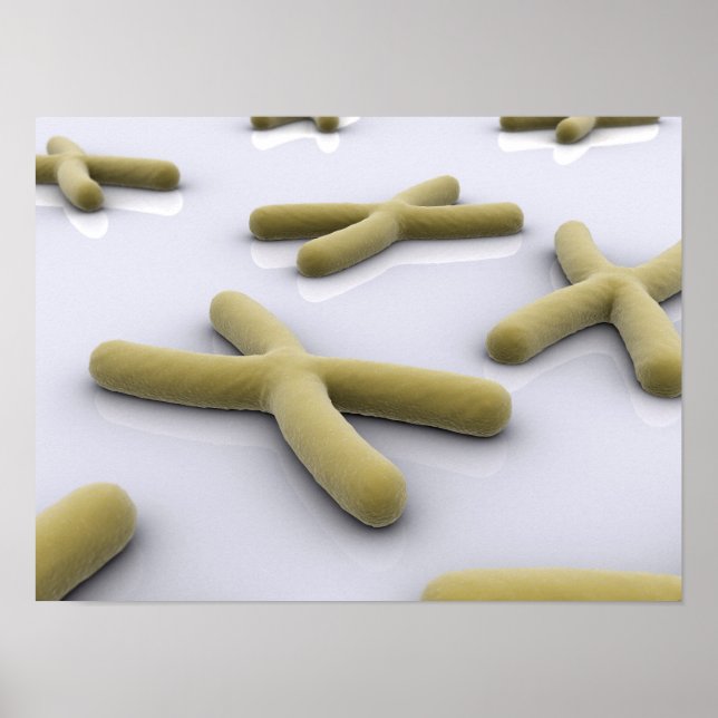 Conceptual Image Of Chromosome 1 Poster (Front)