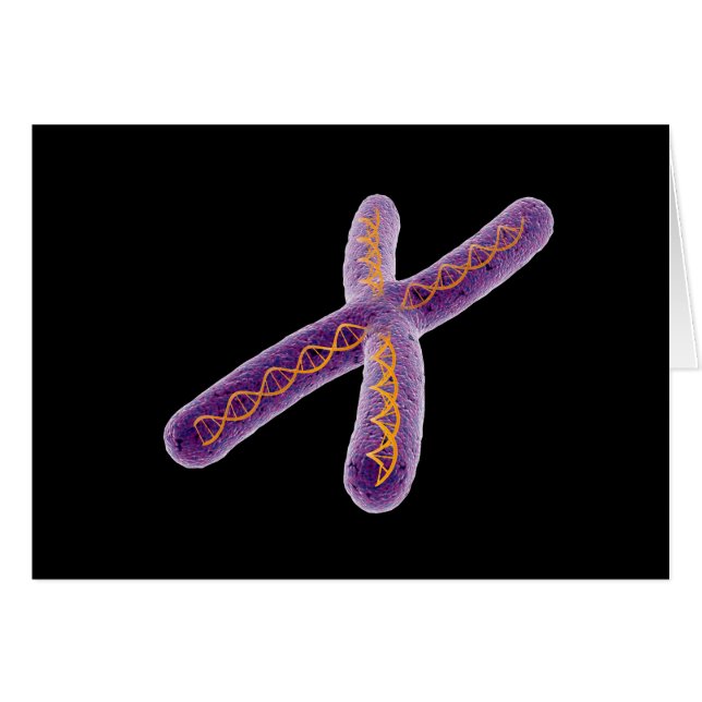 Conceptual Image Of Chromosome 2 (Front Horizontal)