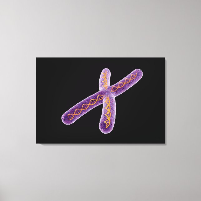 Conceptual Image Of Chromosome 2 Canvas Print (Front)
