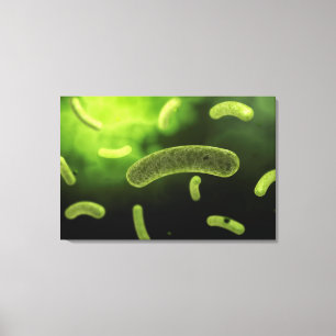 Conceptual Image Of Common Bacteria Canvas Print