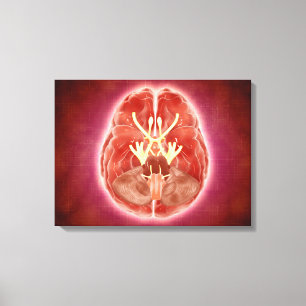 Conceptual Image Of Cranial Nerves In Brain Canvas Print