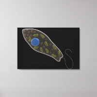 Conceptual Image Of Euglena 1