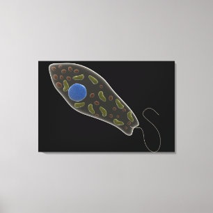 Conceptual Image Of Euglena 1 Canvas Print