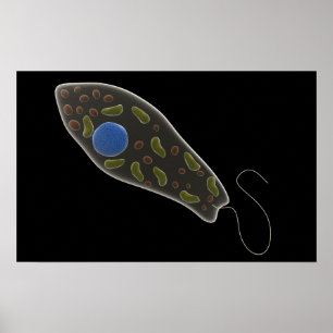 Conceptual Image Of Euglena 1 Poster