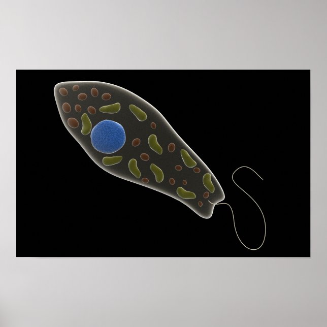 Conceptual Image Of Euglena 1 Poster (Front)