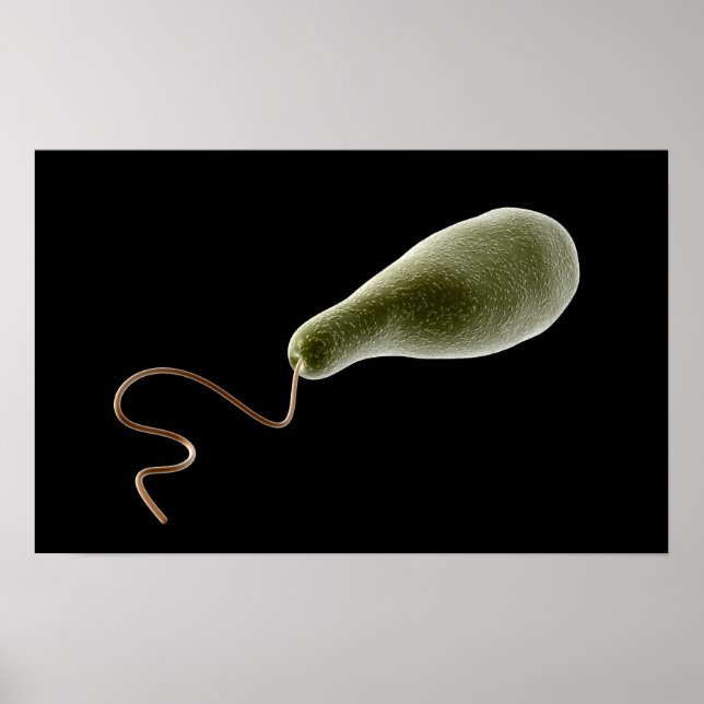 Conceptual Image Of Euglena 2 Poster (Front)