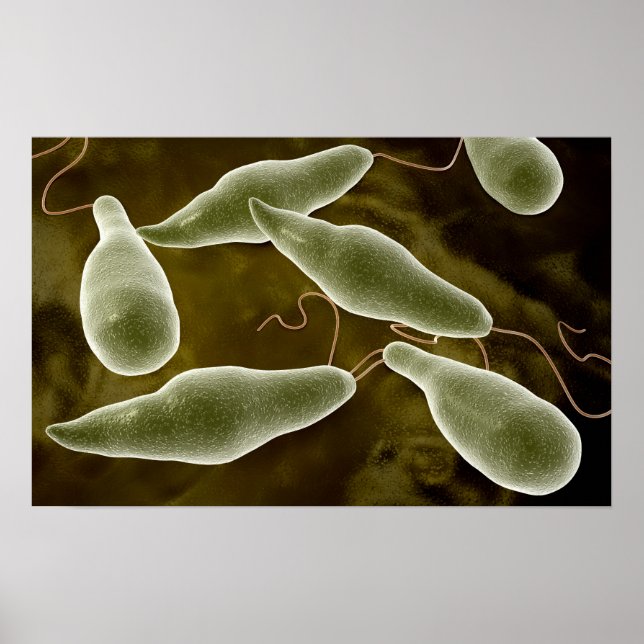 Conceptual Image Of Euglena 3 Poster (Front)