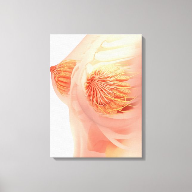 Conceptual Image Of Female Breast Anatomy 1 Canvas Print (Front)