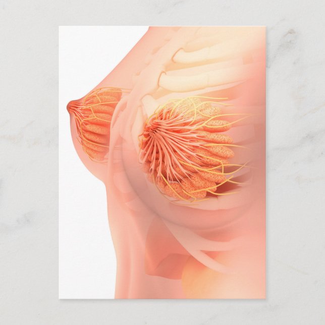 Conceptual Image Of Female Breast Anatomy 1 Postcard (Front)