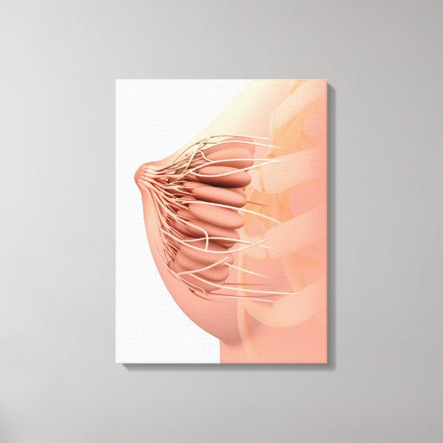 Conceptual Image Of Female Breast Anatomy 2 Canvas Print (Front)
