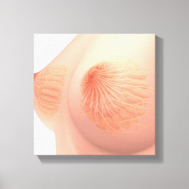 Conceptual Image Of Female Breast Anatomy 4 Canvas Print (Front)