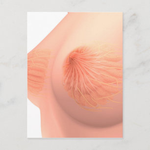 Conceptual Image Of Female Breast Anatomy 4 Postcard