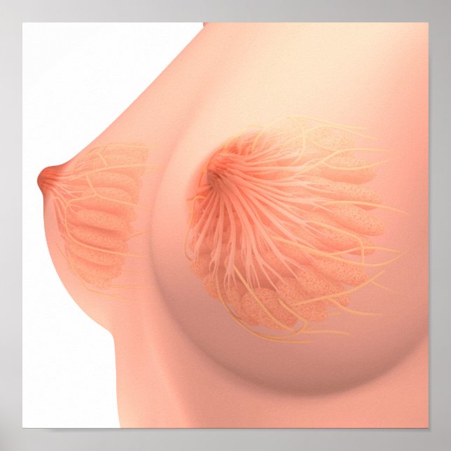 Conceptual Image Of Female Breast Anatomy 4 Poster (Front)