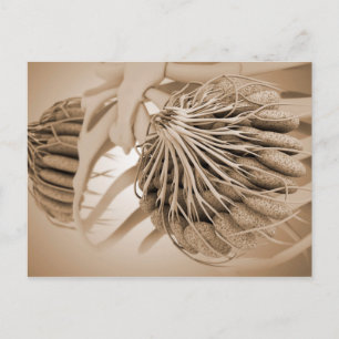 Conceptual Image Of Female Breast Anatomy 5 Postcard