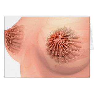 Conceptual Image Of Female Breast Anatomy 6