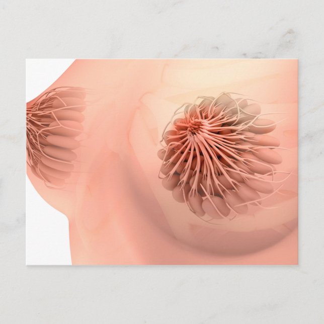 Conceptual Image Of Female Breast Anatomy 6 Postcard (Front)