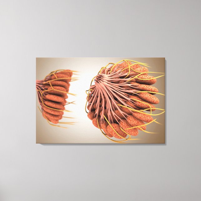 Conceptual Image Of Female Breast Anatomy 8 Canvas Print (Front)