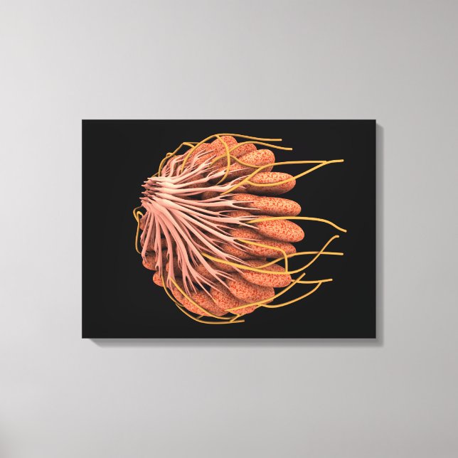 Conceptual Image Of Female Breast Anatomy Canvas Print (Front)
