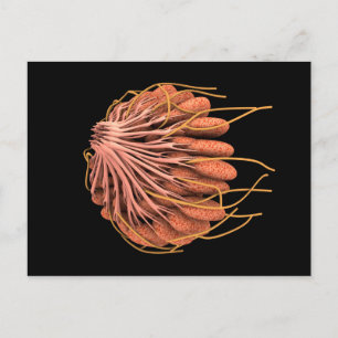 Conceptual Image Of Female Breast Anatomy Postcard