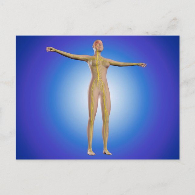 Conceptual Image Of Female Nervous System Postcard (Front)