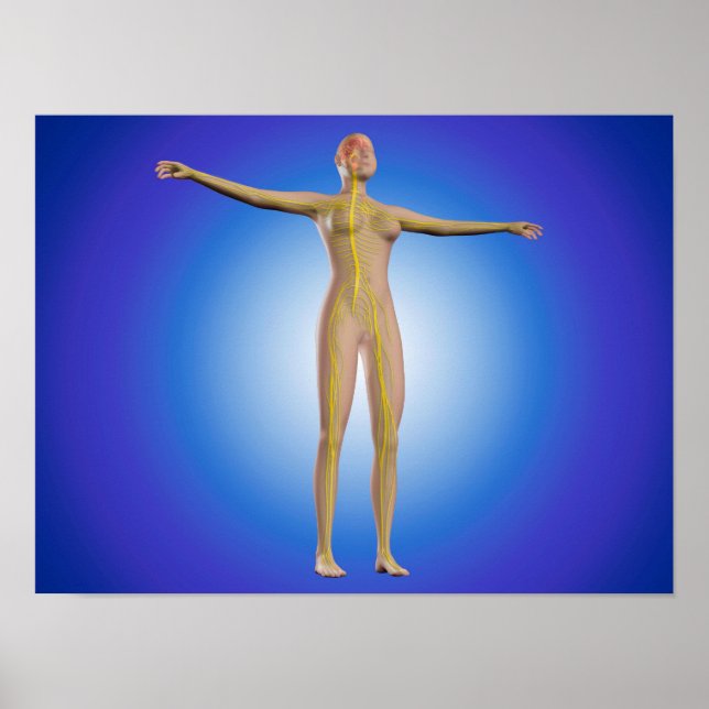 Conceptual Image Of Female Nervous System Poster (Front)