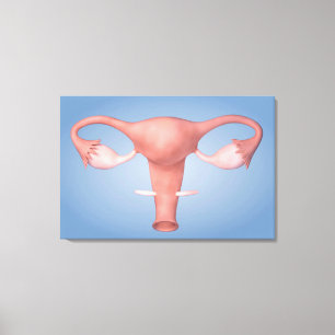Conceptual Image Of Female Reproductive Organ 2 Canvas Print