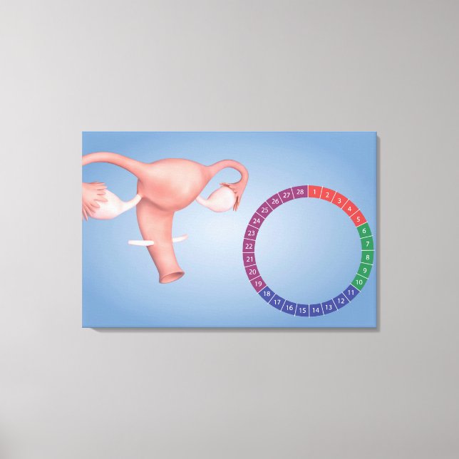 Conceptual Image Of Female Reproductive Organ 3 Canvas Print (Front)