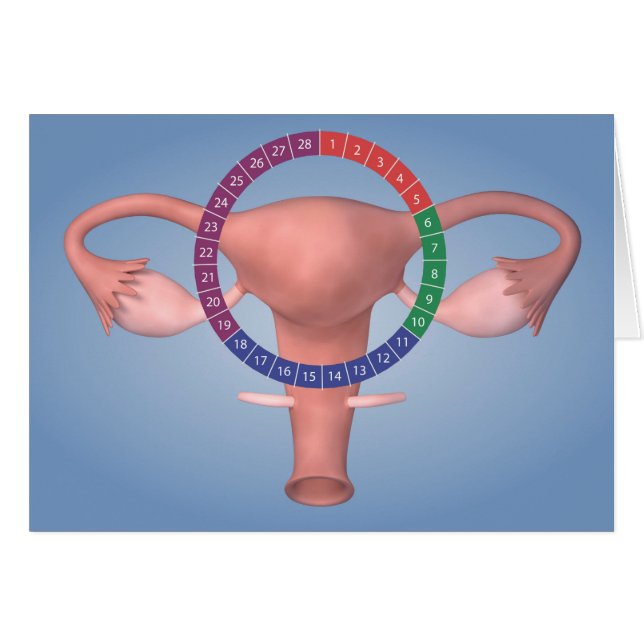 Conceptual Image Of Female Reproductive Organ 4 (Front Horizontal)