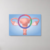 Conceptual Image Of Female Reproductive Organ 4