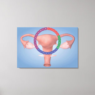 Conceptual Image Of Female Reproductive Organ 4 Canvas Print