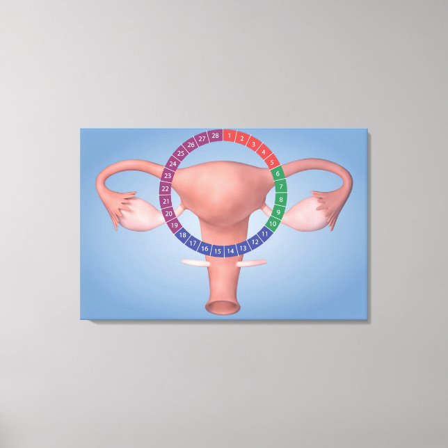 Conceptual Image Of Female Reproductive Organ 4 Canvas Print (Front)