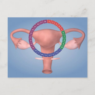 Conceptual Image Of Female Reproductive Organ 4 Postcard