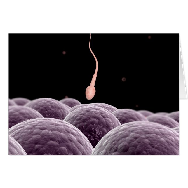 Conceptual Image Of Fertilization (Front Horizontal)