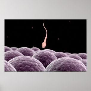 Conceptual Image Of Fertilization Poster