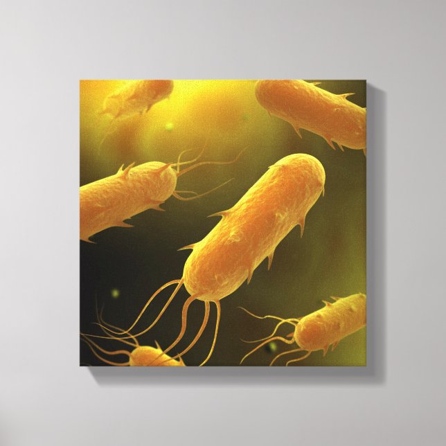 Conceptual Image Of Flagellate Bacterium 3 Canvas Print (Front)