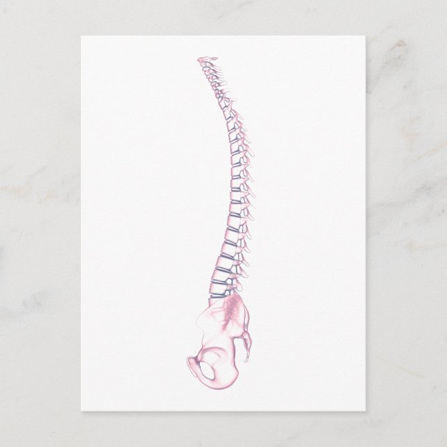 Conceptual Image Of Human Backbone 3 Postcard (Front)